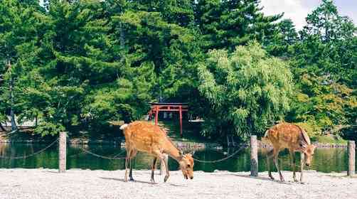 去日本旅游景点推荐，日本旅游攻略