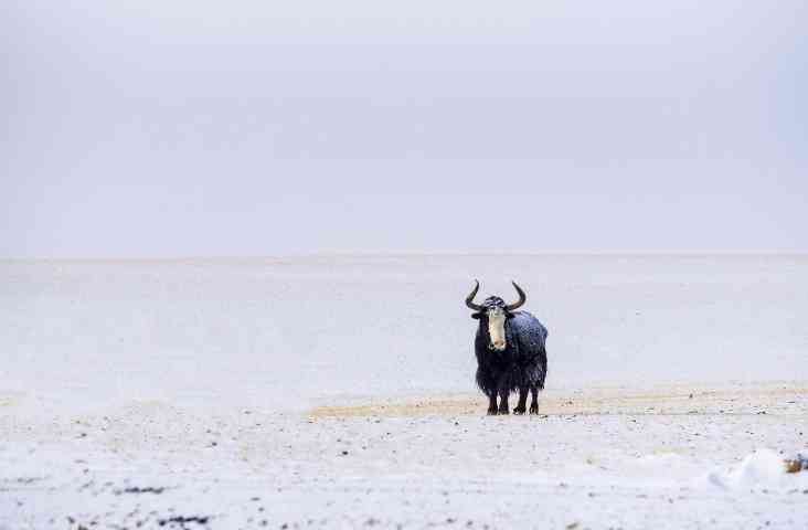 中国四大无人区之一羌塘在哪里？羌塘沿途自然风光欣赏