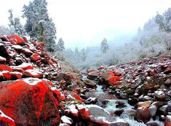 成都附近2小时，西南最大的雪山花海观赏地！