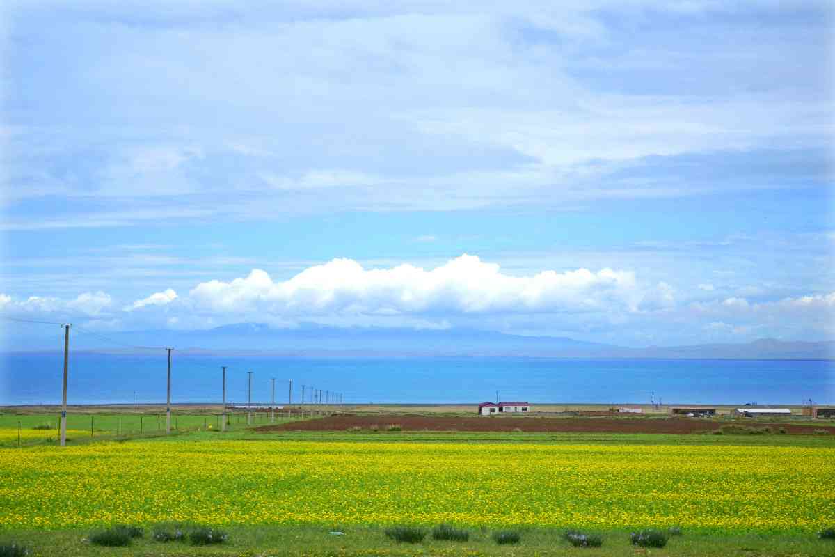 青海油菜花观赏小贴士