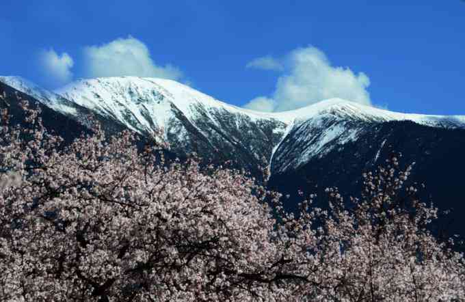 藏地之春，情迷雪域桃花