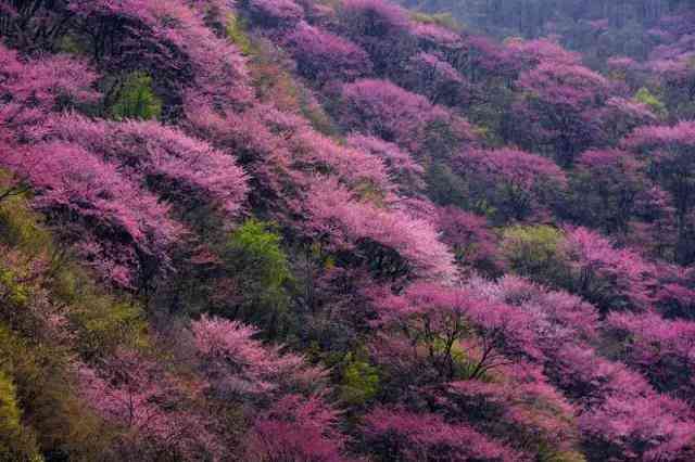 西安周边赏花攻略