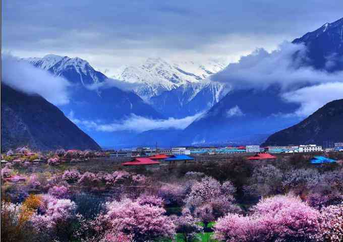 藏地之春，情迷雪域桃花