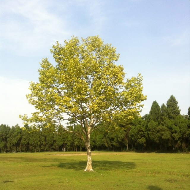 水库村