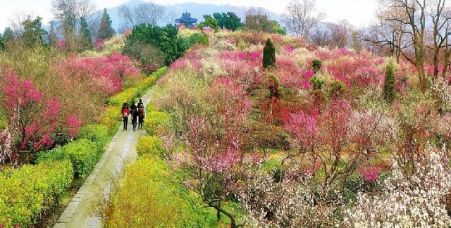 梅花山