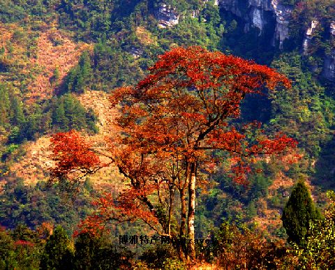 南川金佛山银杏