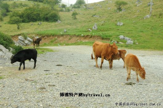 大巴山黄牛