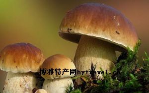 牛干菌