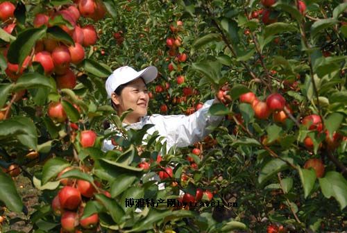 长林岛金红苹果