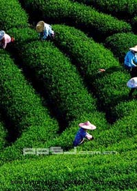 沙河桂茗