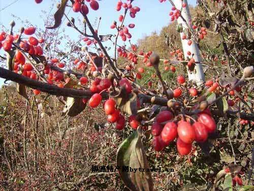 山茱萸（落叶乔木）