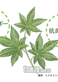 大瑶山甜茶