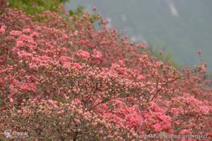 武汉麻城杜鹃花旅游线路 龟峰山看杜鹃花一日游