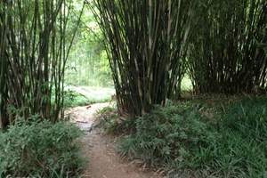 重庆到茶山竹海旅游_茶山竹海一日游_重庆到茶山竹海旅游价格